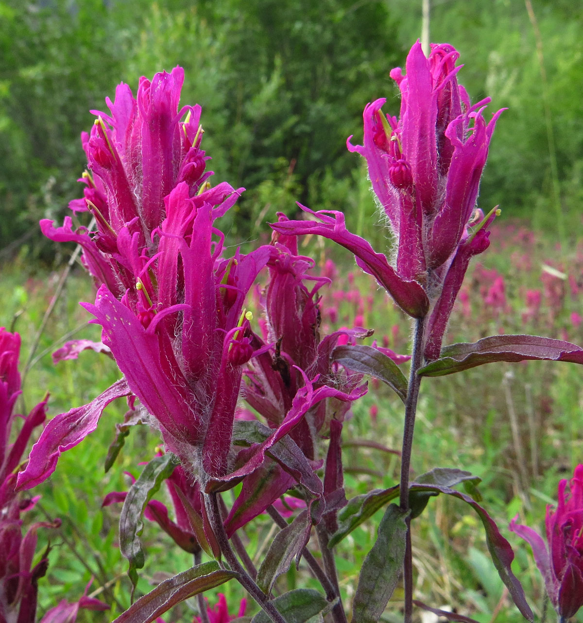 Image of Castilleja rubra specimen.