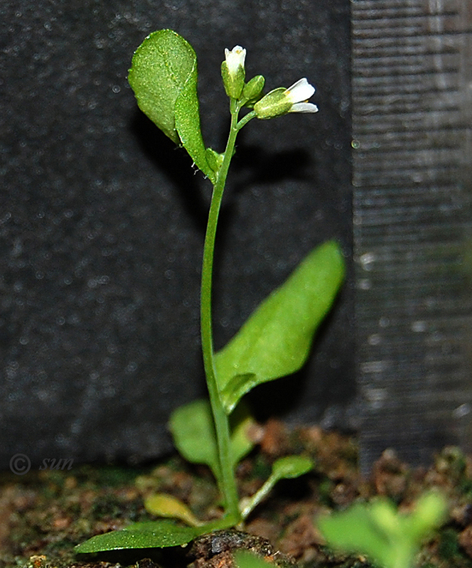 Изображение особи Arabidopsis thaliana.