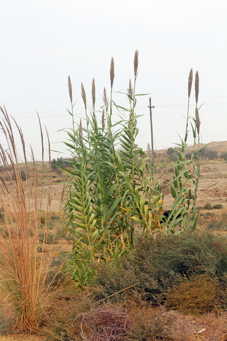 Image of Arundo donax specimen.