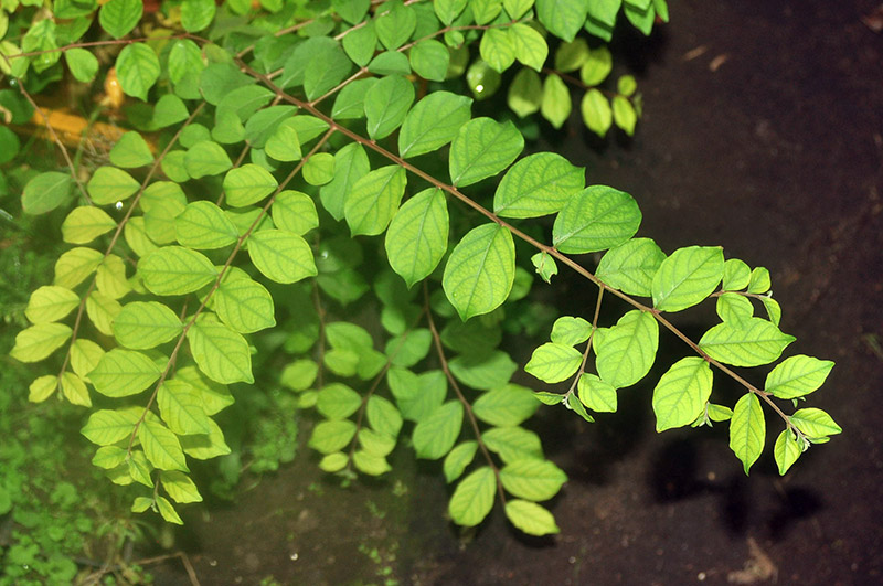 Image of genus Lagerstroemia specimen.