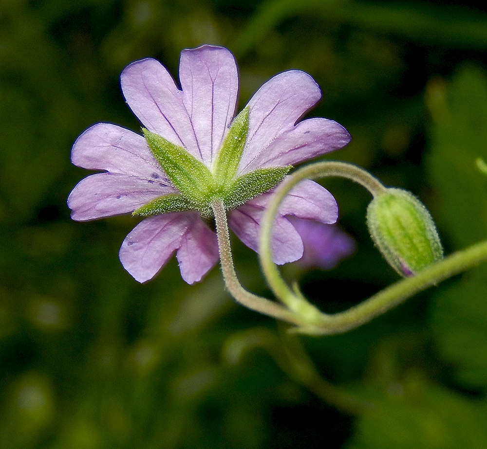 Image of Geranium depilatum specimen.