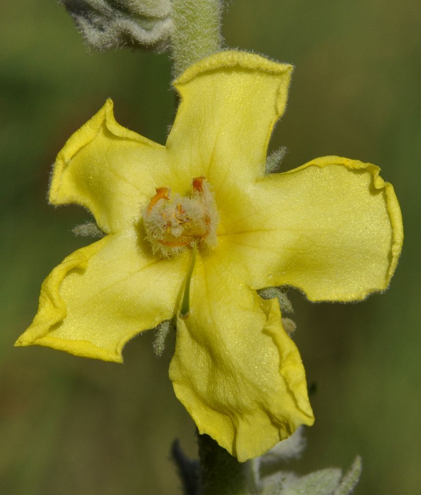 Изображение особи Verbascum undulatum.