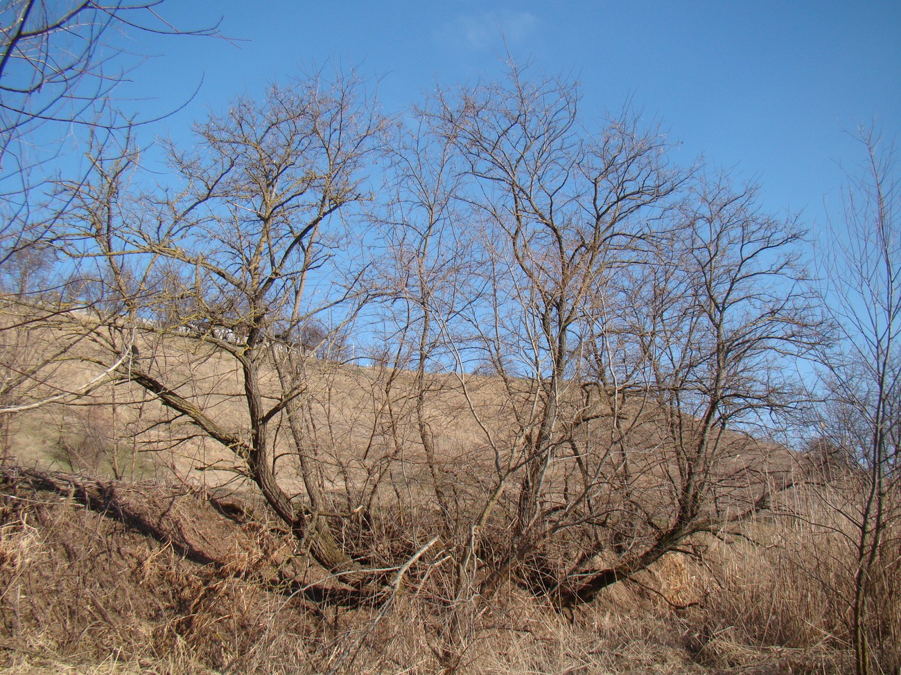 Image of Robinia pseudoacacia specimen.