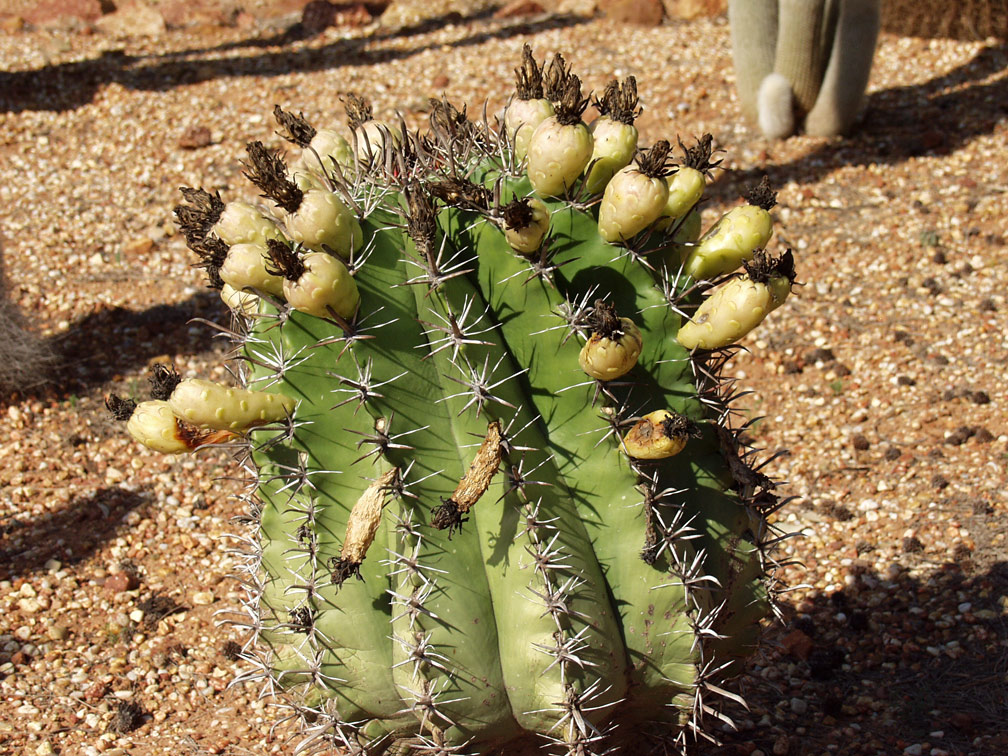 Image of Ferocactus wislizeni specimen.