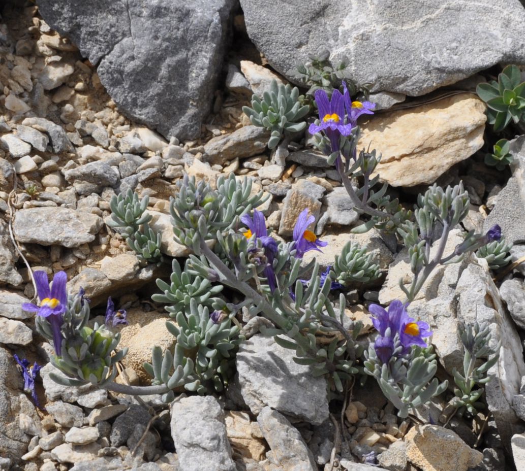 Image of Linaria alpina specimen.