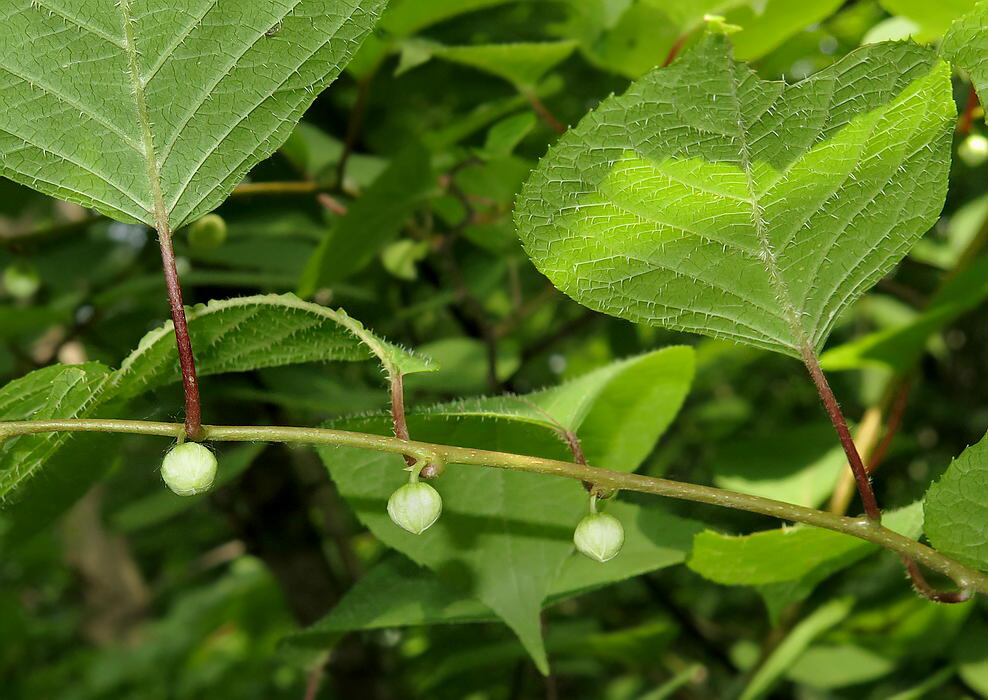 Изображение особи Actinidia polygama.