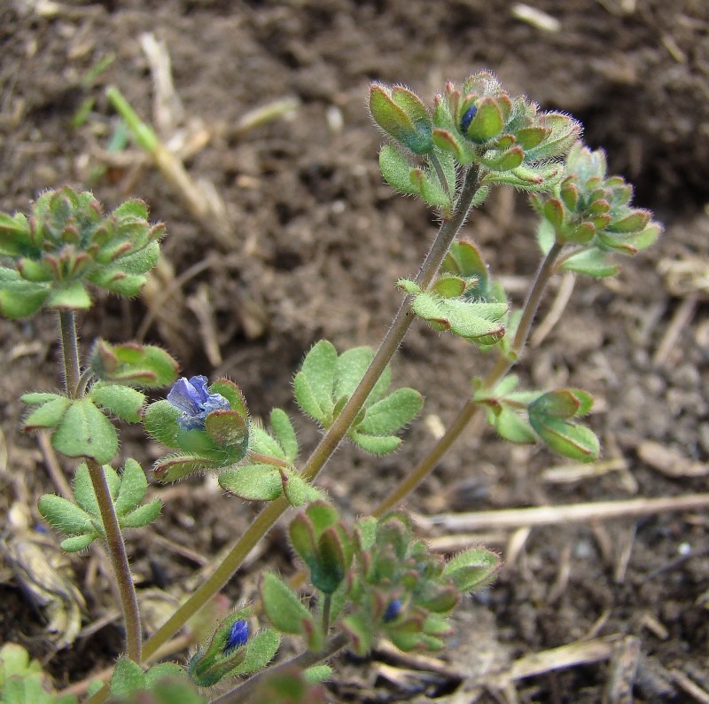 Изображение особи Veronica triphyllos.