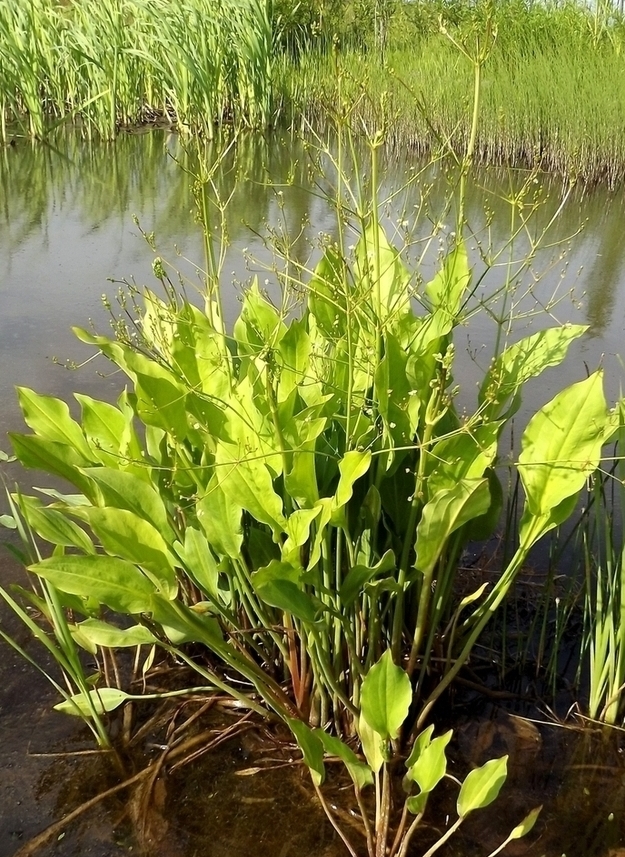 Image of Alisma orientale specimen.