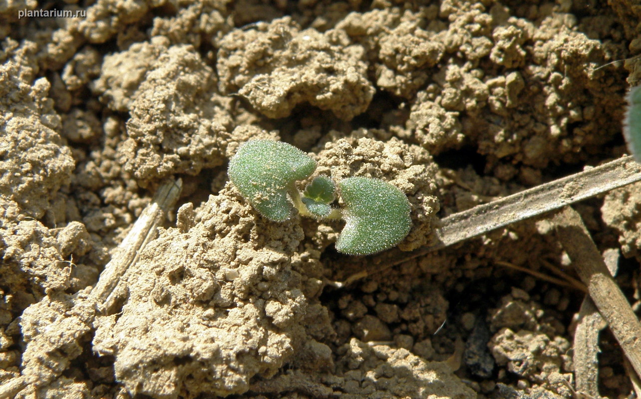 Image of Nepeta parviflora specimen.