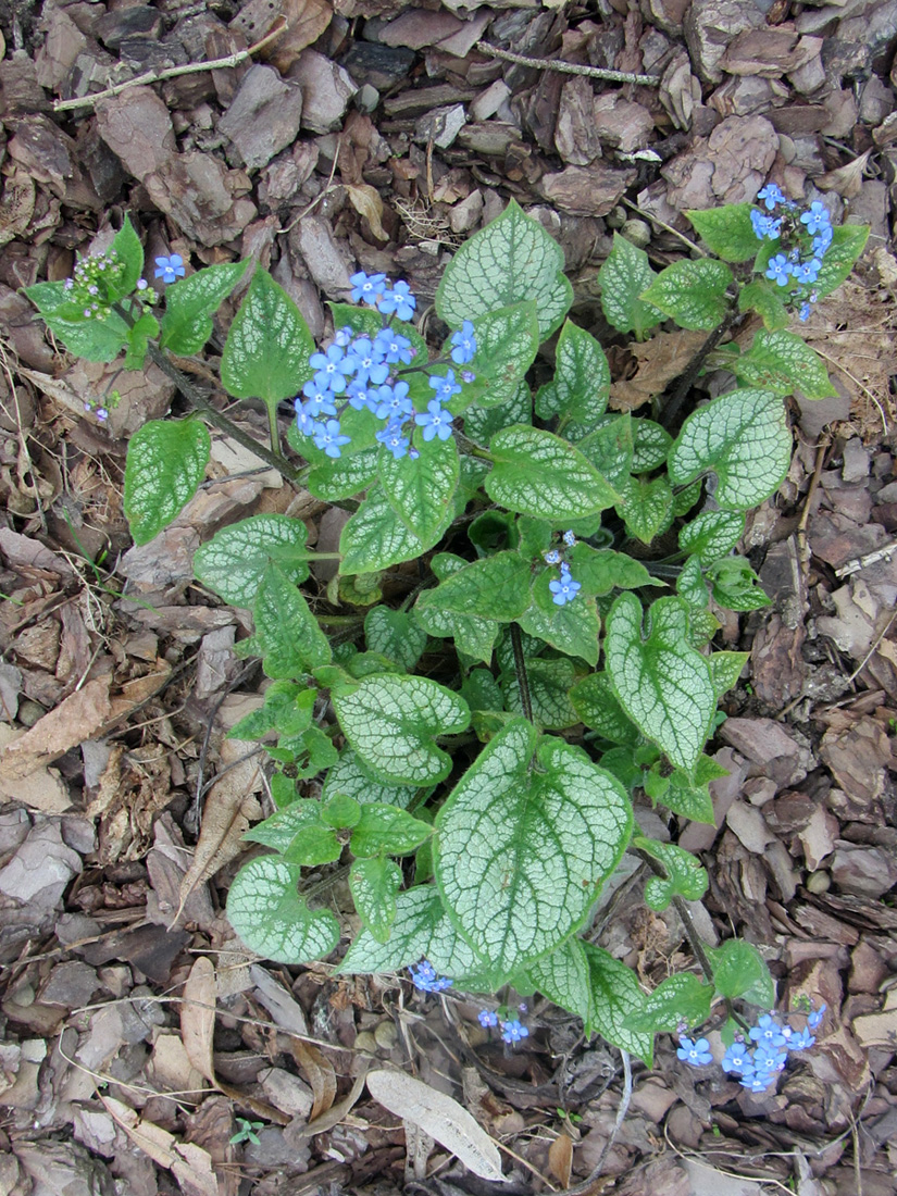 Изображение особи Brunnera macrophylla.