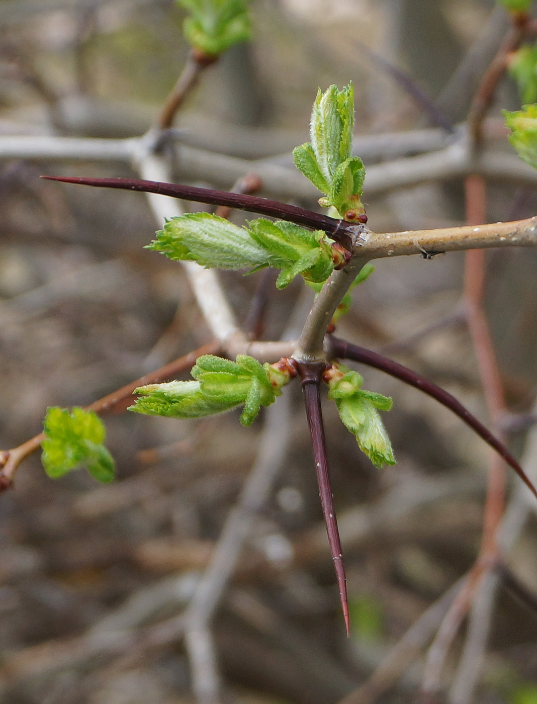 Image of Crataegus submollis specimen.