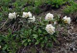 Rhododendron caucasicum