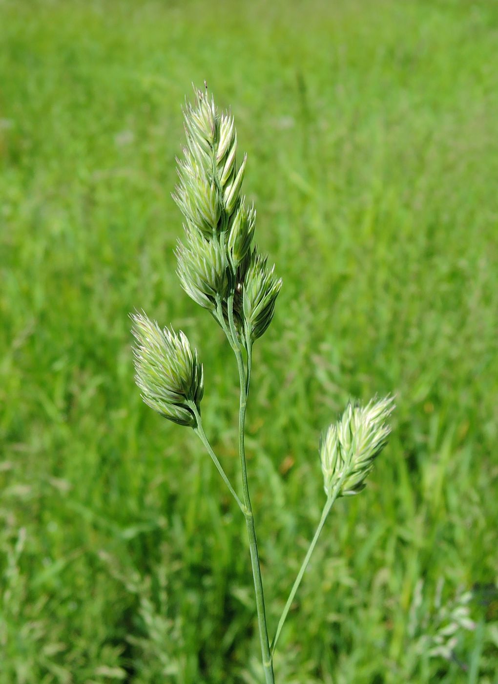 Изображение особи Dactylis glomerata.