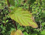 Nepeta grandiflora. Лист с поражениями. Кабардино-Балкария, Эльбрусский р-н, окр. пос. Эльбрус, ок. 1900 м н.у.м., луг на склоне горы. 29.07.2017.