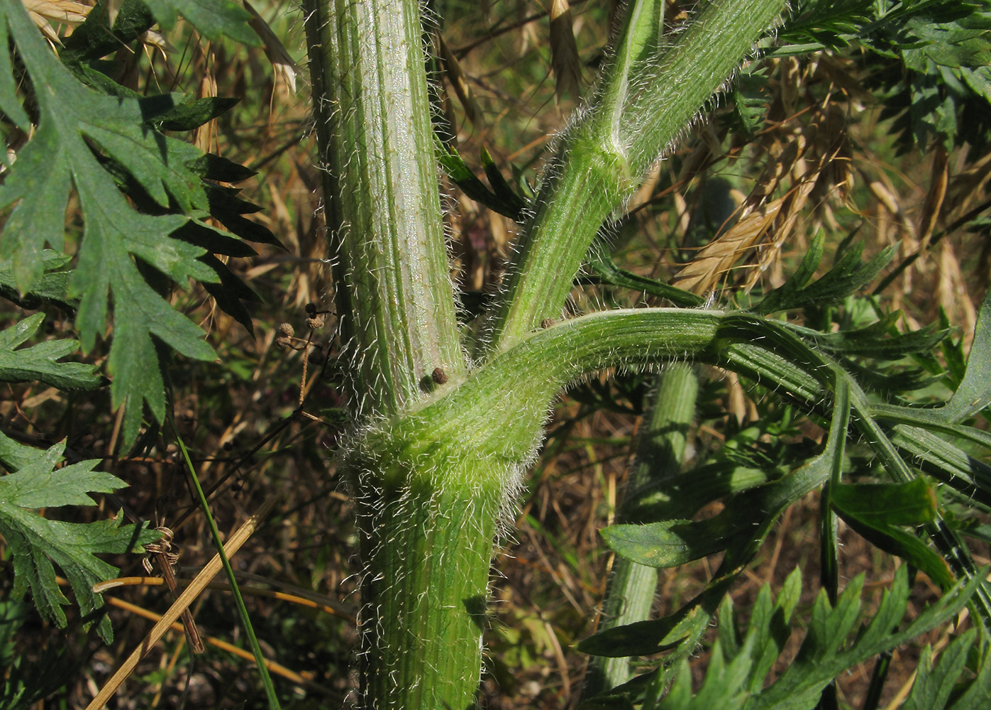 Изображение особи Daucus carota.