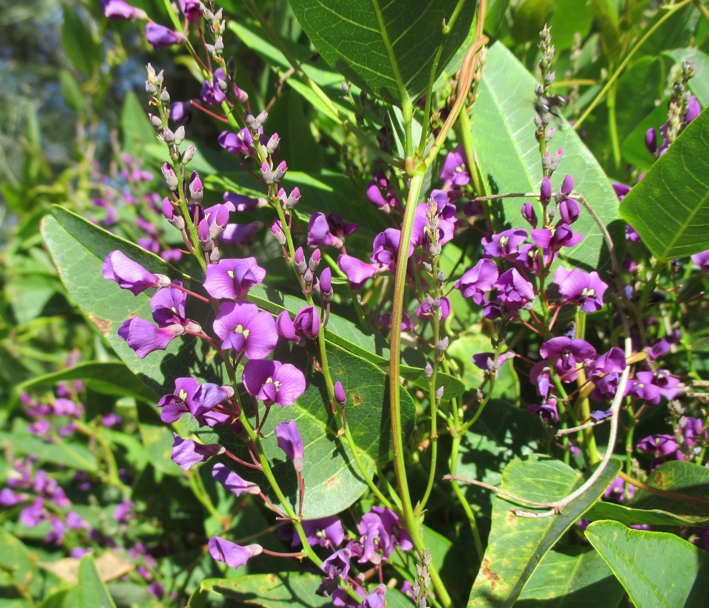 Image of Hardenbergia violacea specimen.