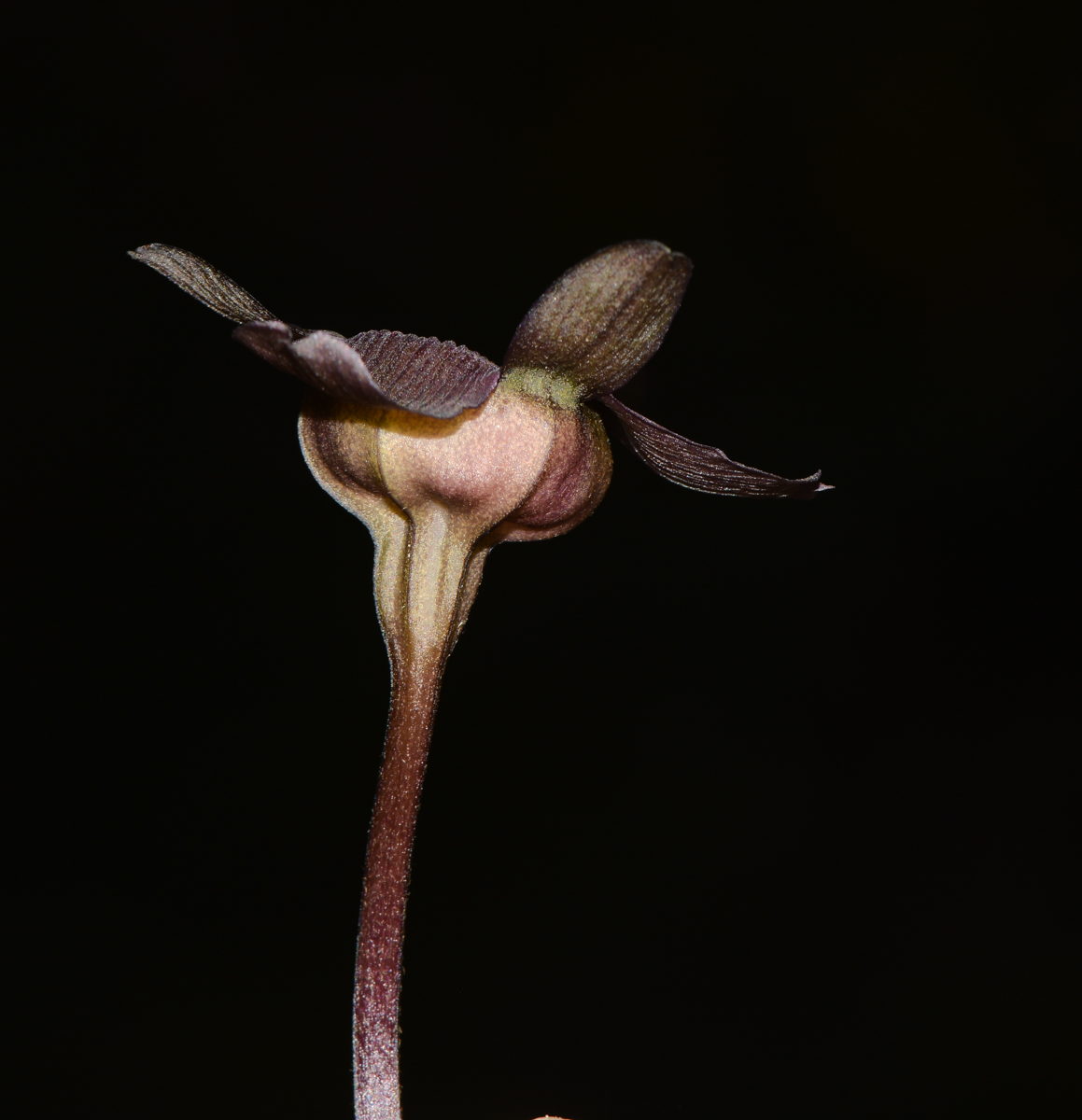 Image of Tacca chantrieri specimen.