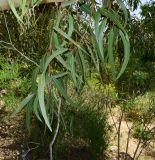 Eucalyptus erythrocorys