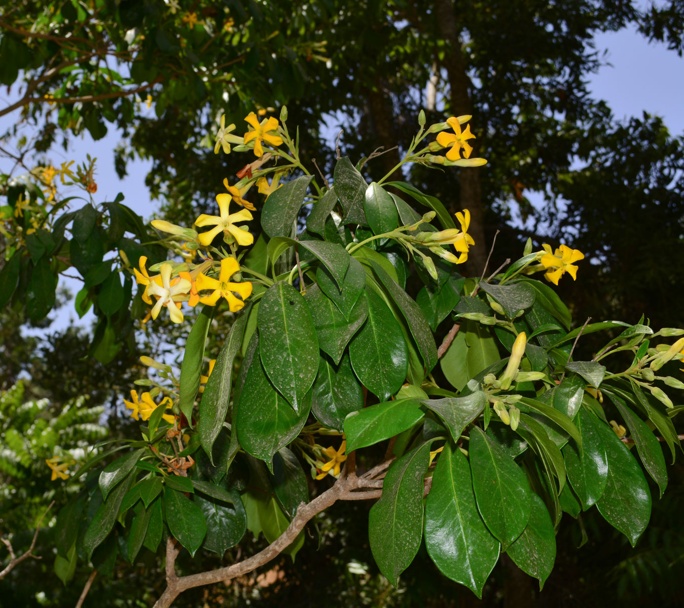 Image of Hymenosporum flavum specimen.