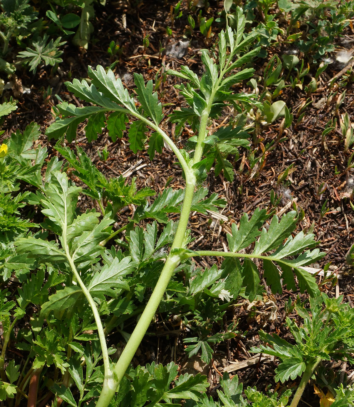 Изображение особи Potentilla supina.