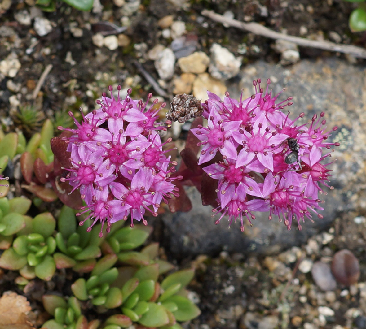 Изображение особи Hylotelephium cyaneum.