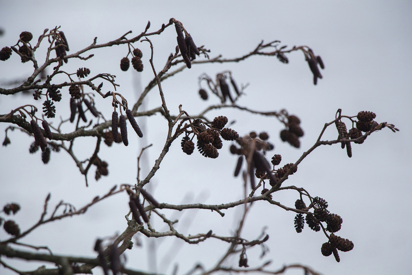 Изображение особи Alnus glutinosa.