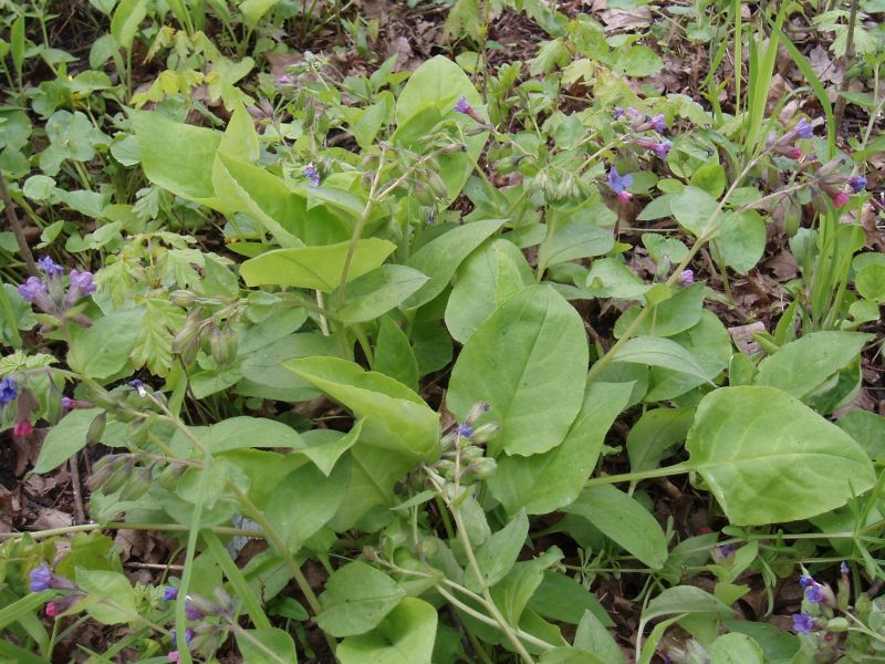 Image of Pulmonaria obscura specimen.