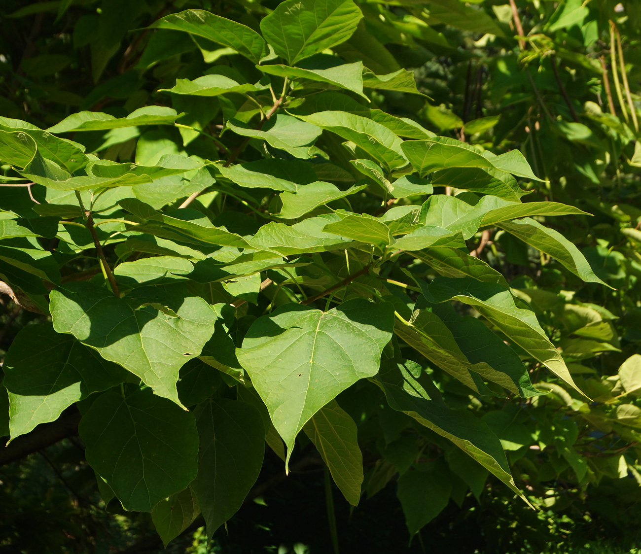 Image of Catalpa bignonioides specimen.