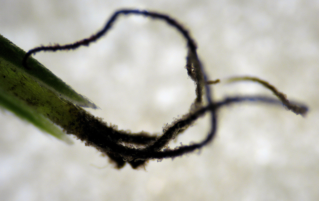 Image of Carex hirta specimen.