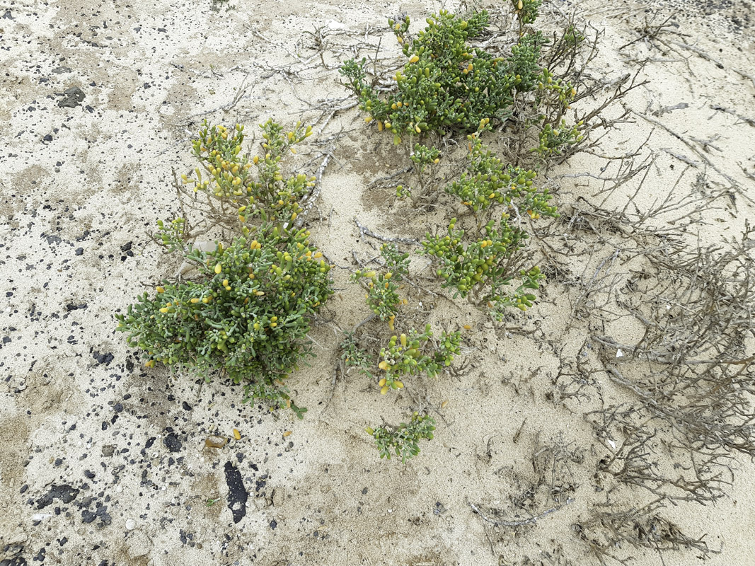 Image of Tetraena fontanesii specimen.