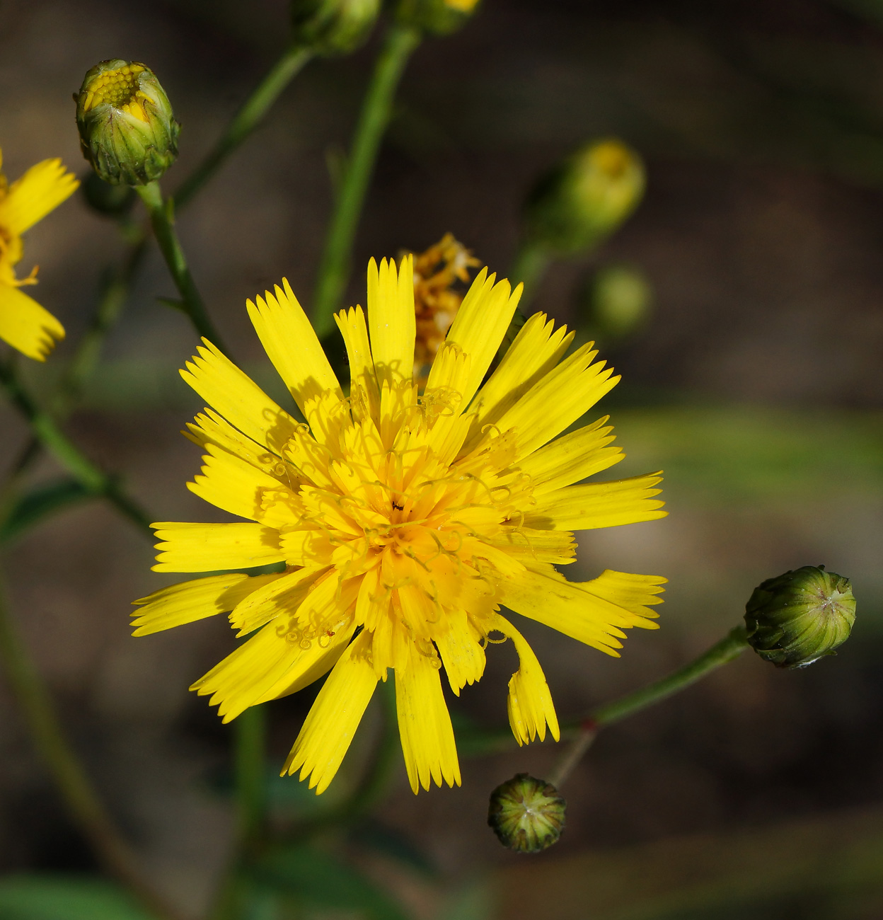 Image of genus Hieracium specimen.