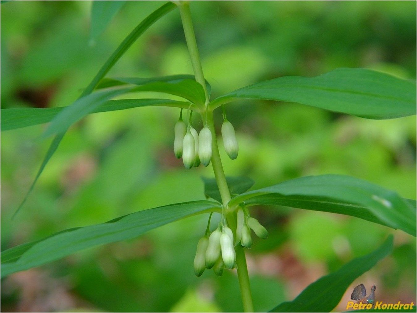 Image of Polygonatum verticillatum specimen.