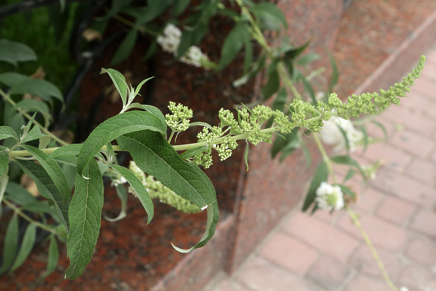 Image of Buddleja davidii specimen.