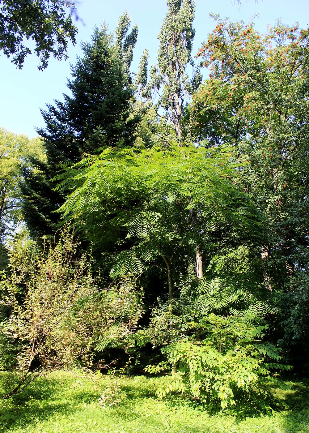 Image of Ailanthus altissima specimen.