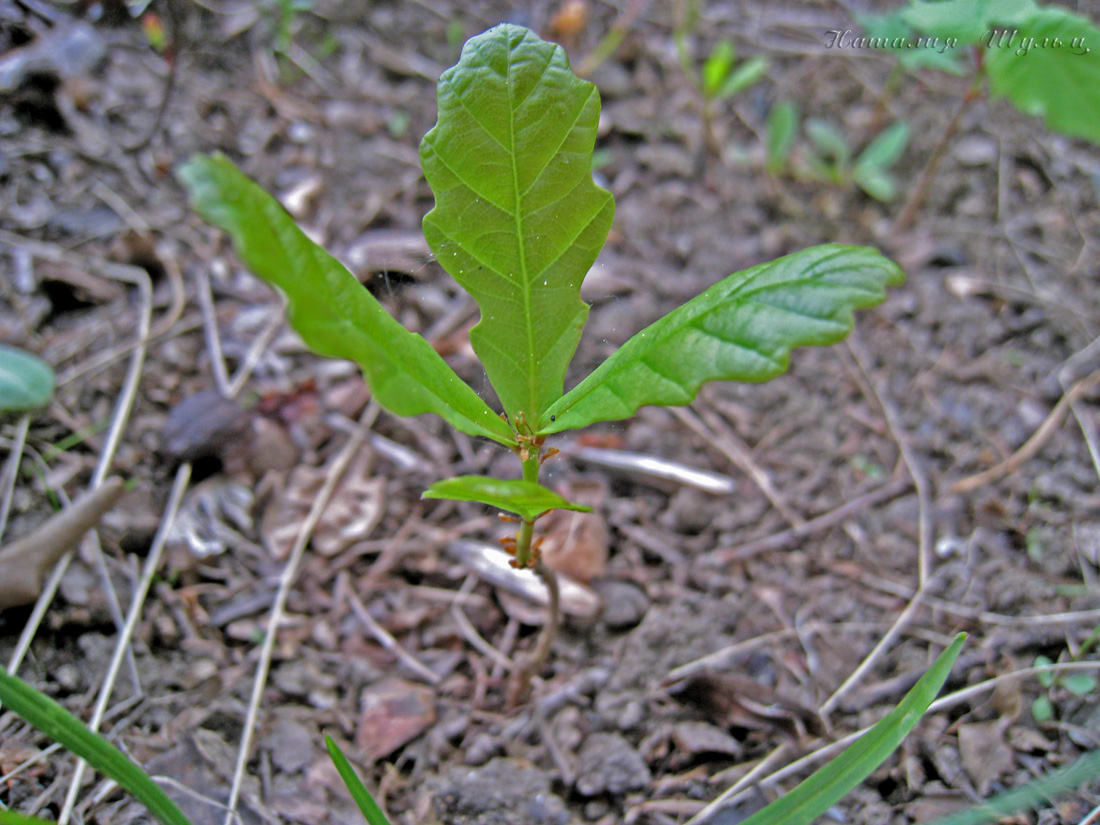 Image of Quercus robur specimen.