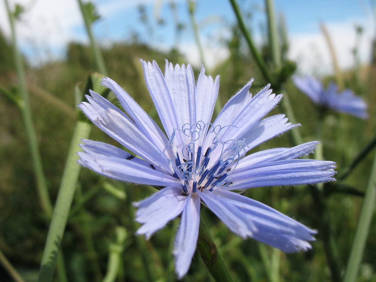 Image of Cichorium intybus specimen.