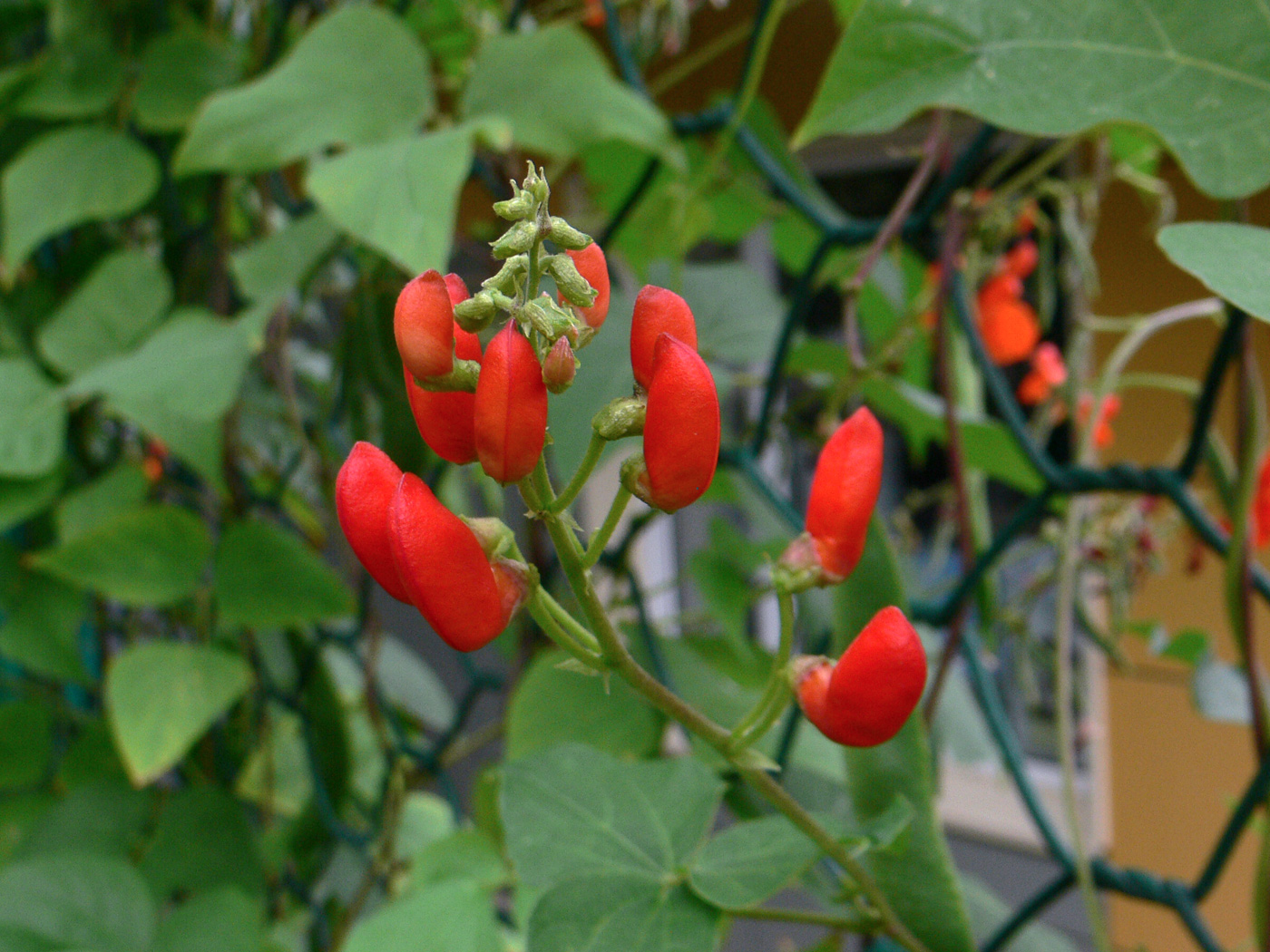 Image of Phaseolus coccineus specimen.