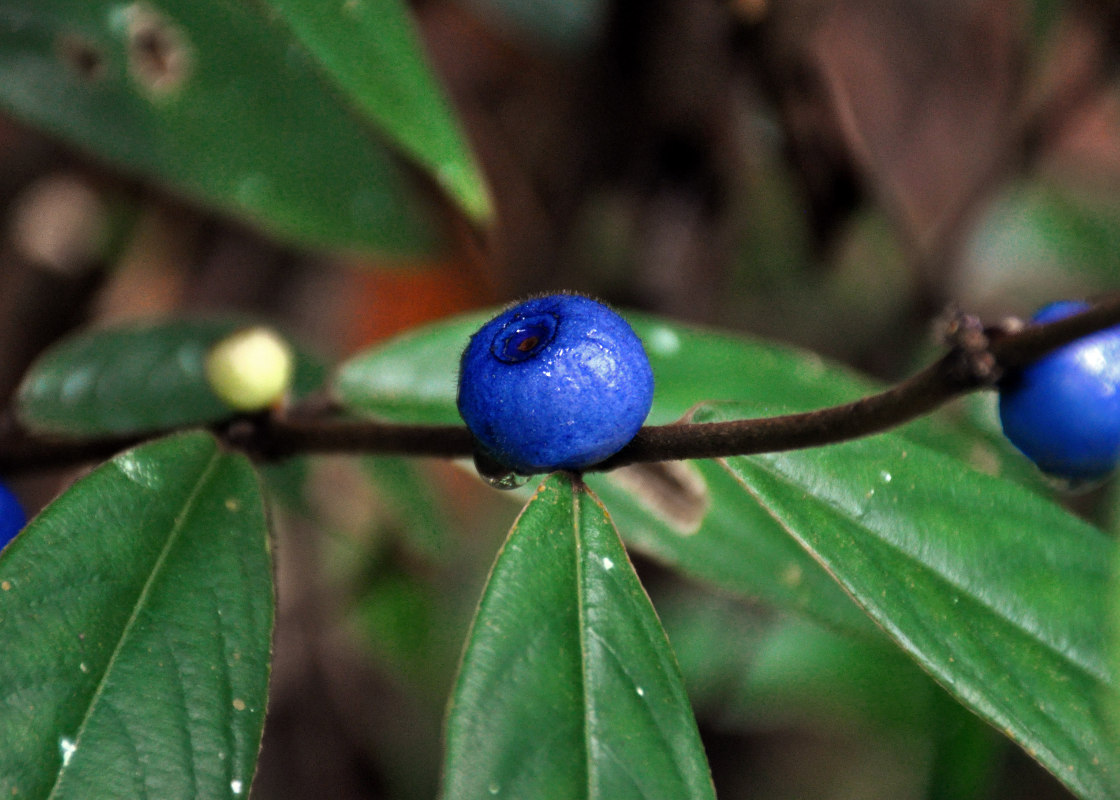 Image of Lasianthus borneensis specimen.