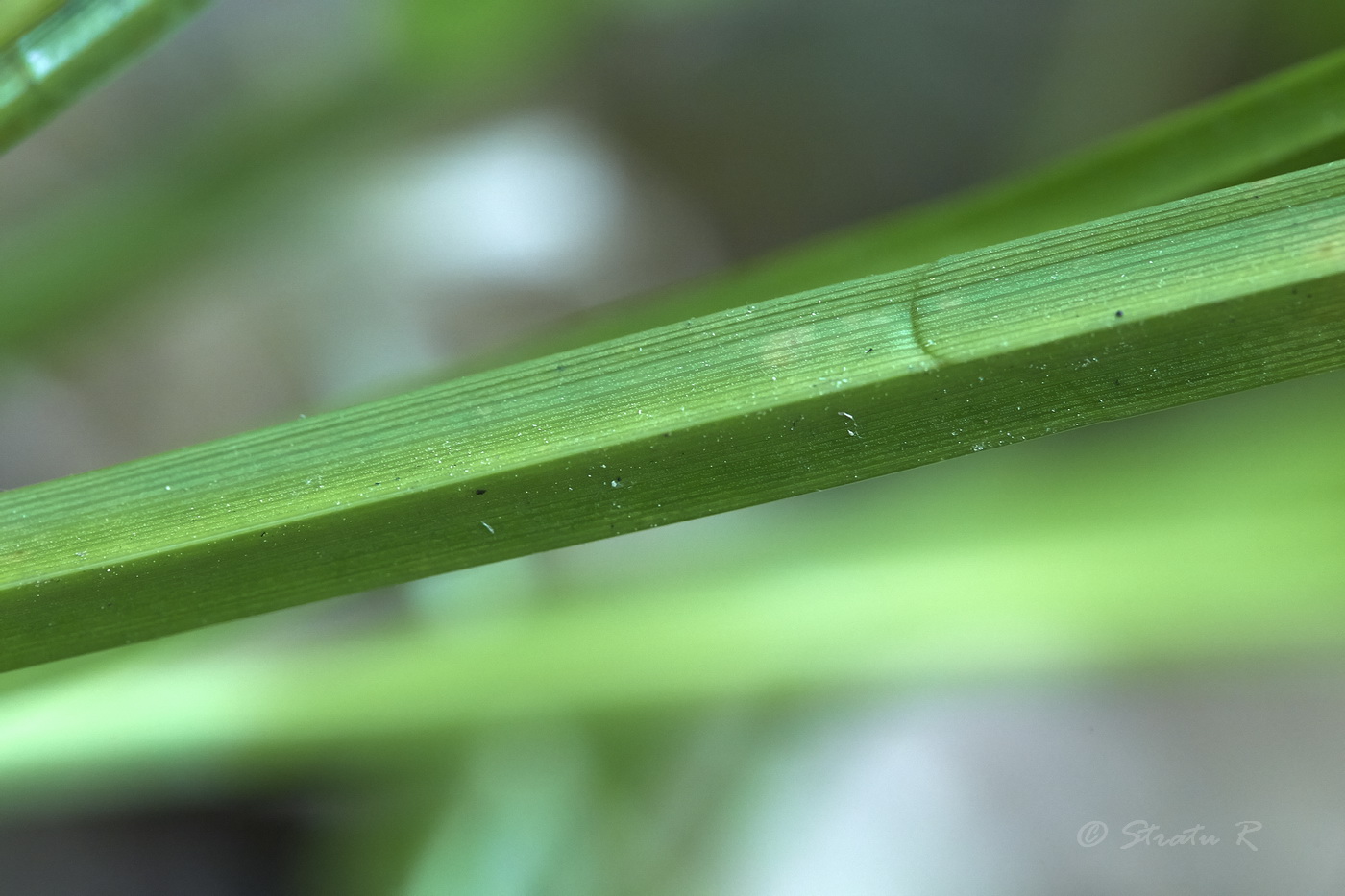 Image of Carex sylvatica specimen.