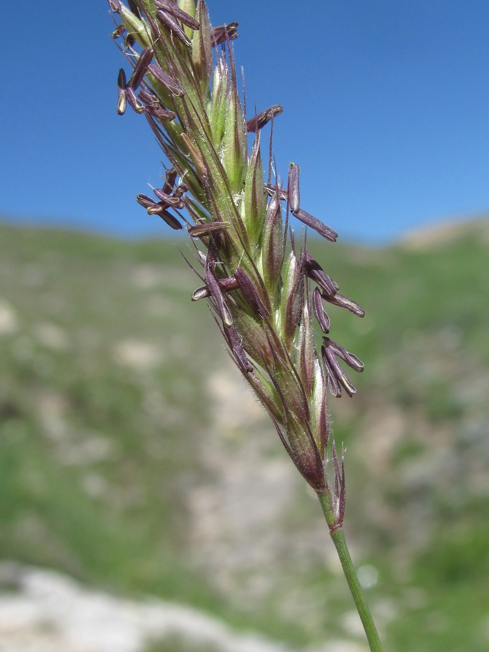 Изображение особи Psathyrostachys rupestris.