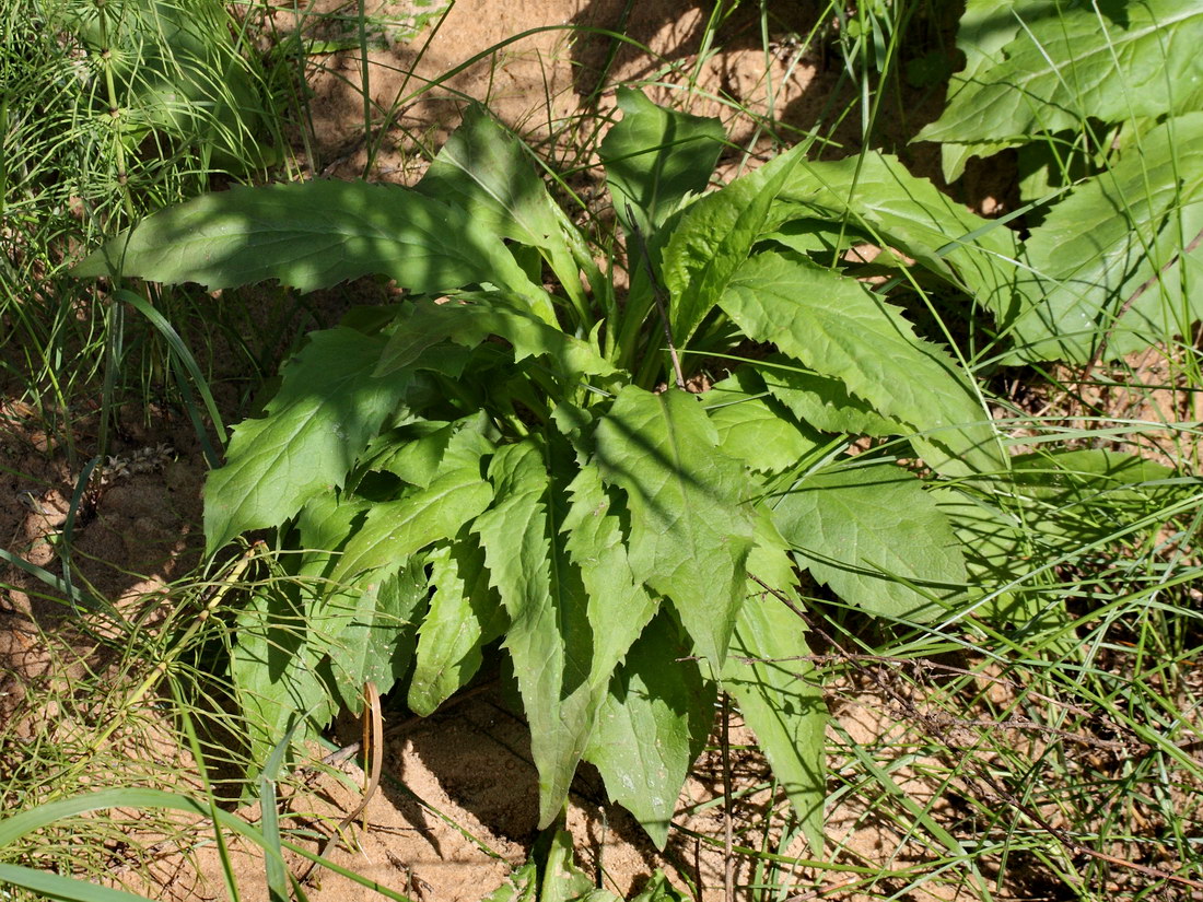 Image of Solidago virgaurea specimen.