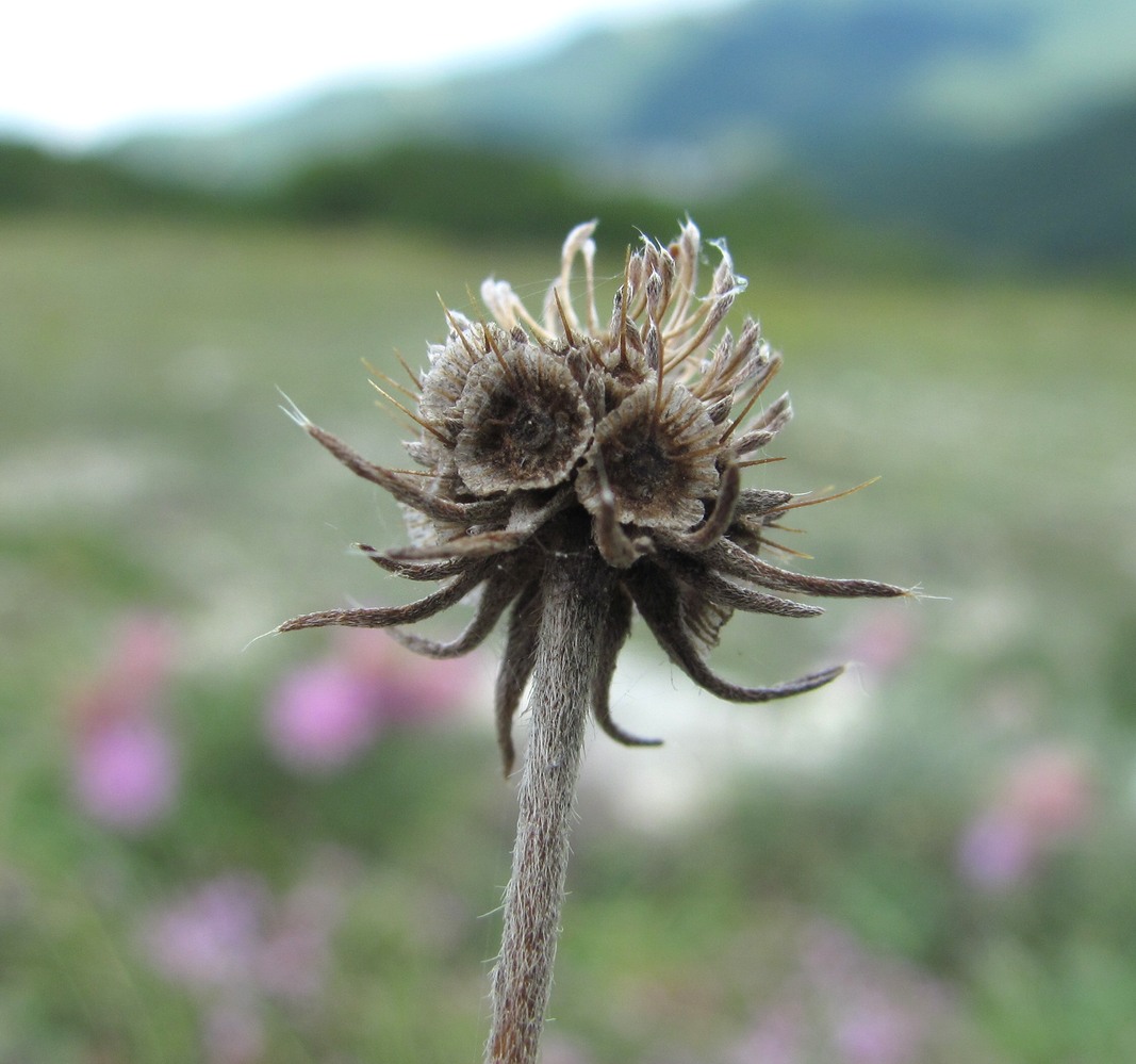 Image of Scabiosa bipinnata specimen.