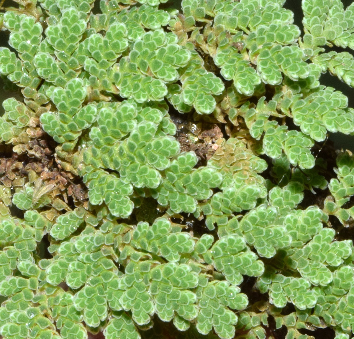 Image of Azolla filiculoides specimen.