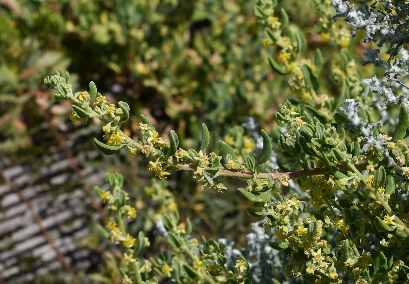 Изображение особи Tetragonia decumbens.