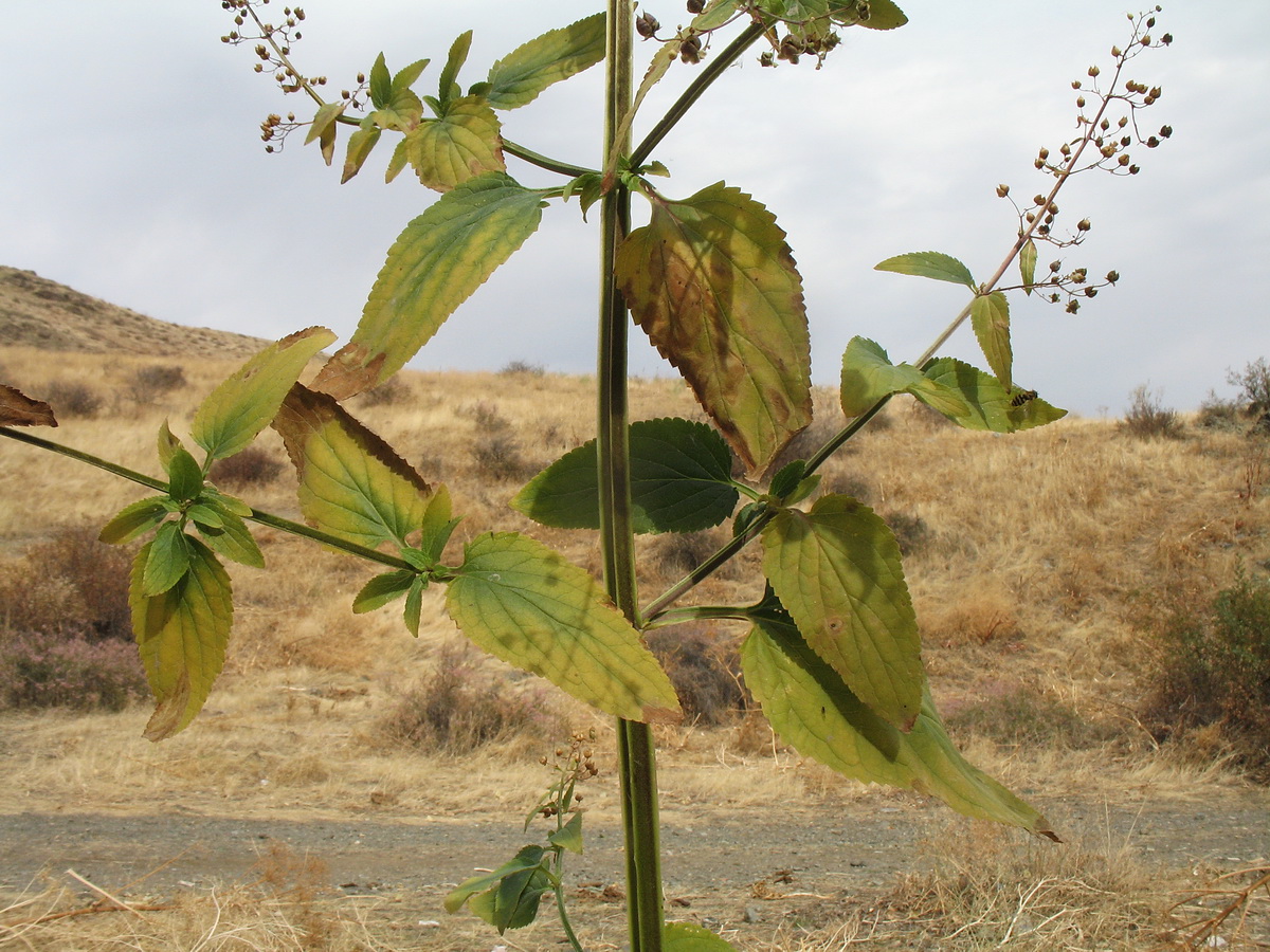 Image of Scrophularia umbrosa specimen.