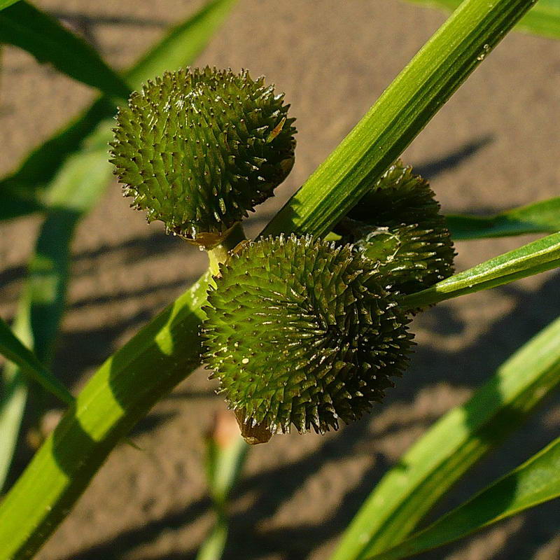 Image of Sagittaria sagittifolia specimen.