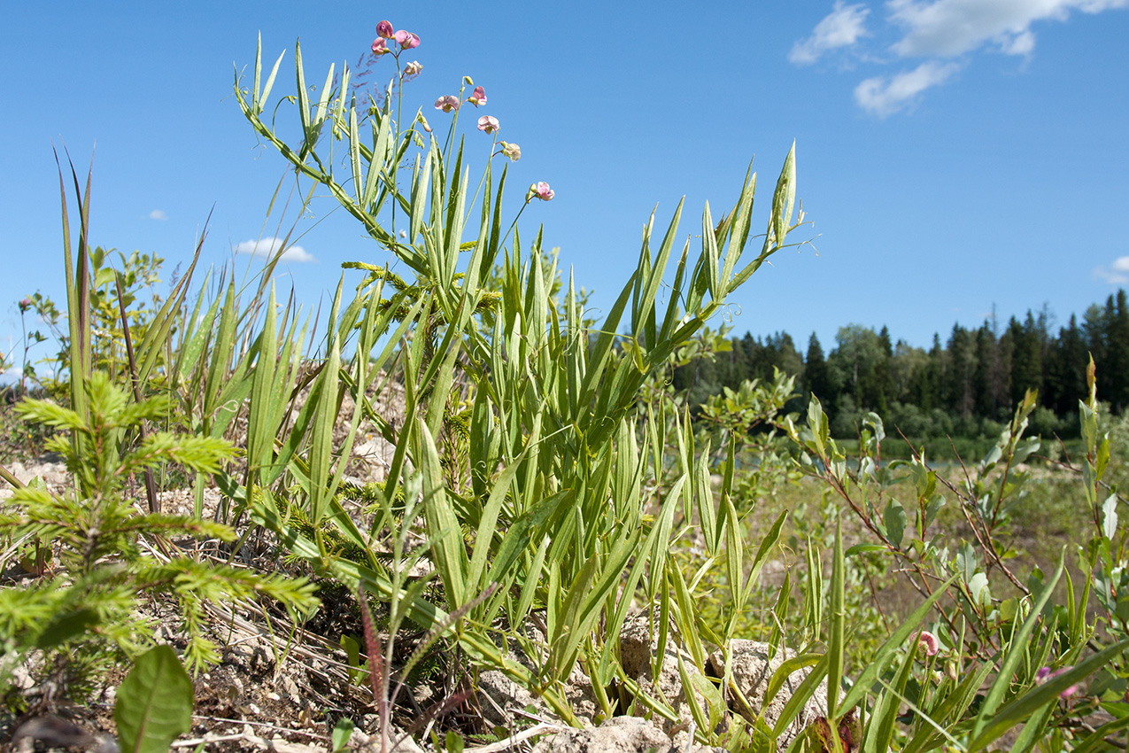 Изображение особи Lathyrus sylvestris.