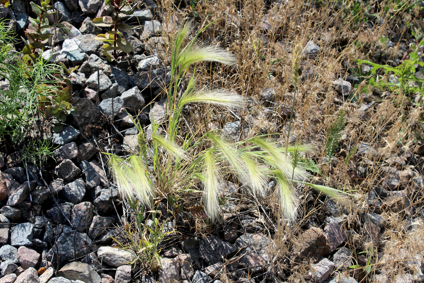 Image of Hordeum jubatum specimen.