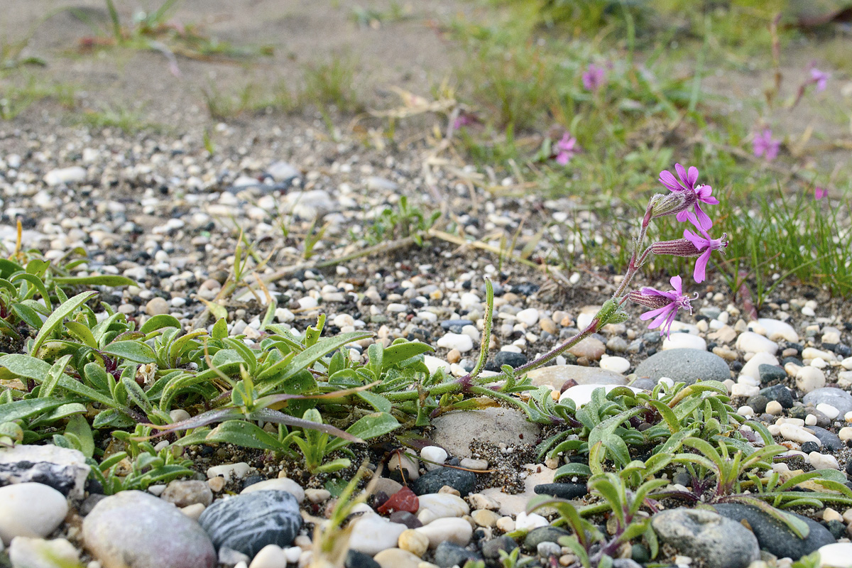 Image of Silene discolor specimen.