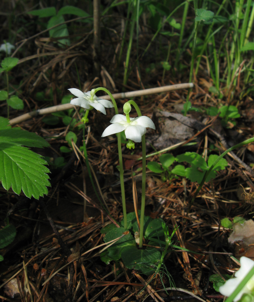 Image of Moneses uniflora specimen.